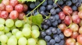 A szőlő aranyszínű sárgaság fitoplazma A szőlő aranyszínű sárgaság fitoplazma