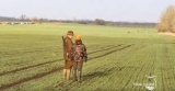 Háborognak a magyar vadászok: akadályozzák a gazdák a hatékony védekezést Háborognak a magyar vadászok: akadályozzák a gazdák a hatékony védekezést