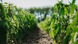 Nesze neked, hungarikum: ezért nincs a boltokban minőségi, magyar fűszerpaprika Nesze neked, hungarikum: ezért nincs a boltokban minőségi, magyar fűszerpaprika