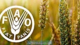 FAO-magyar együttműködés a fenntartható élelmezésért FAO-magyar együttműködés a fenntartható élelmezésért