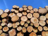 Illegális fakitermelések, fakereskedelem Kárpátalján