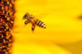 Éhen halunk, vagy megmentjük a méheket? – az EU új tervvel állt elő