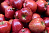FruitVeb: jót tett a bőséges csapadék az almaültetvényeknek.