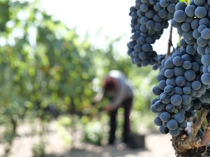Munkabaleset a szőlőben