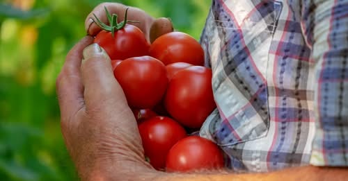 Közterhek emelése: Munkaerőhiány és veszélyek a mezőgazdaságban