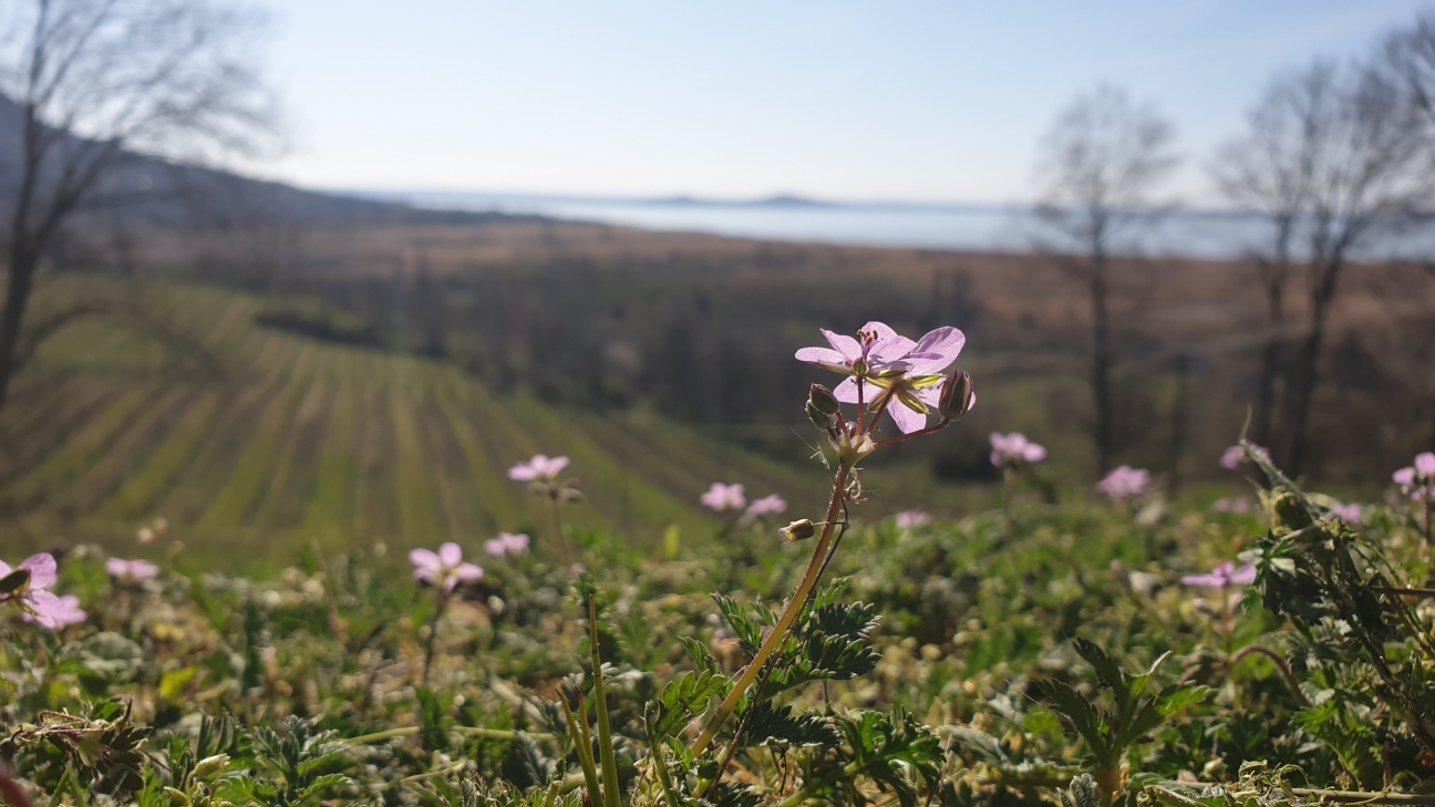 Nyugodt pihenés, biztos háttérrel, szakszervezeti kedvezménnyel