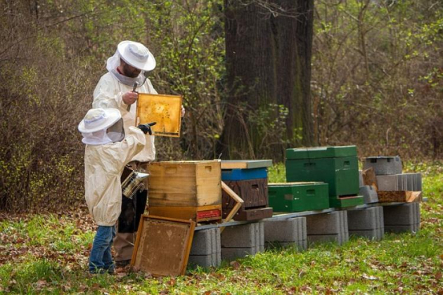 Elstartolnak a méhészeti támogatásokra kiírt pályázatok
