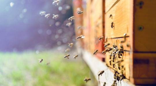 Nagy István: A méhészet az agrárium egyik legfontosabb ágazata