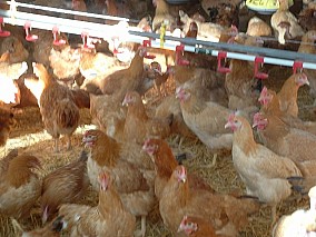 Előnevelt csirkét és hozzá tápot is osztanak a somogyi faluban