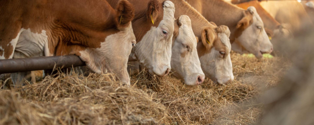 Újabb állatjóléti támogatások 42,5 milliárd forint értékben