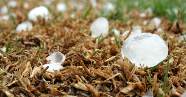 Feltöltött Agrárkár-enyhítési alap segíti a kár sújtotta termelőket