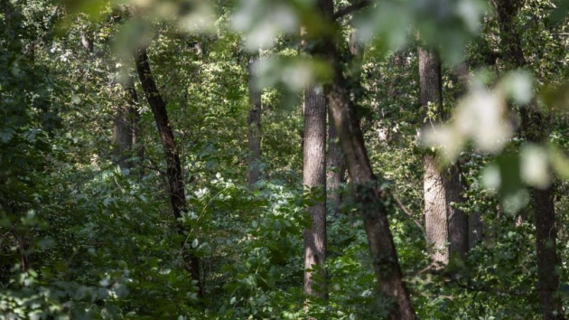 Megjelent a fiatal erdők állománynevelését támogató pályázati felhívás