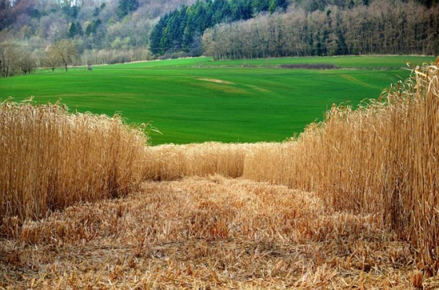 Biomassza-termelők, figyelem! Változás történt az adatszolgáltatásban