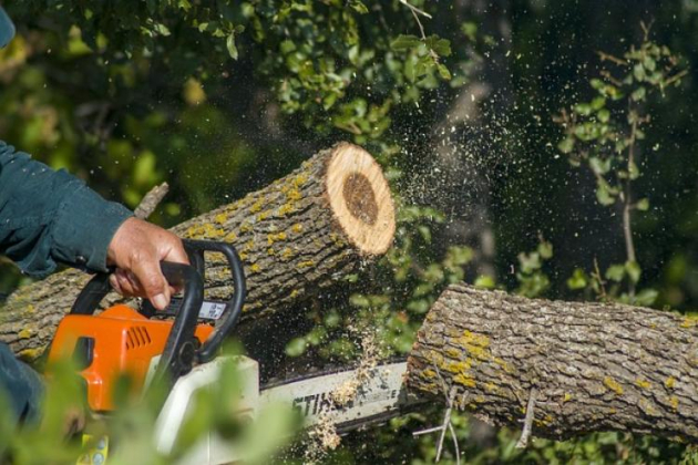 Július 1-től így kell bejelenteni a fásításban tervezett fakitermeléseket