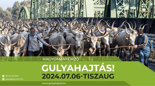 Agrohof Gulyahajtás és traktoros bemutató 2024