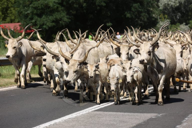 Kiemelten támogatja az agrártárca az őshonos fajták megőrzését