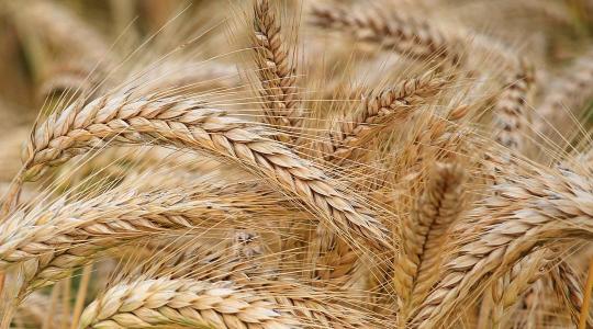 Német politikusok az európai agrárium végét vizionálják