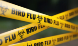 Két megyében ismét felütötte fejét a madárinfluenza