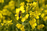 Bécsben ingyenes társkeresővel találnak egymásra a méhek és a virágok