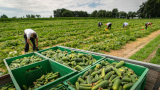 Csökkent a németországi agrárfoglalkoztatottság