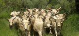 Komoly mérföldkő: negyven év után újra szürke szarvasmarhák legelnek a Mura árterében