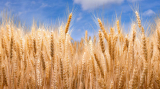 Határozott lépésre szánta el magát az EU a gabonapiacon