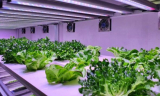 Saláta: vertikális farmról az áruházba