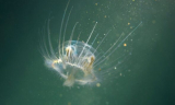 Édesvízi medúzák bukkantak fel