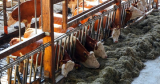Új előírások és követelmények a szarvasmarhatartók állatjóléti felelőseire vonatkozóan