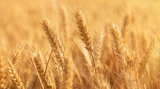 Bejelentette a FAO, milyen lesz idén a világ gabonatermése.