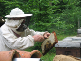 Továbbra is kiáll az agrártárca a hazai méhészek mellett