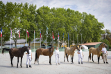 Türkmén lovak európai tenyészszemléje Bábolnán