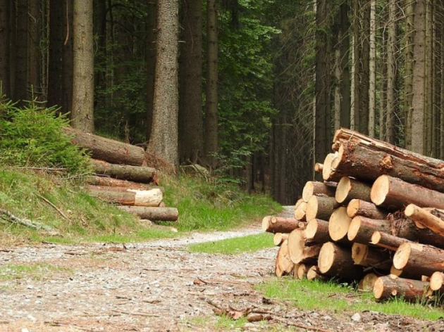 Figyelem, tőlük semmiképp ne vásárolj tűzifát!