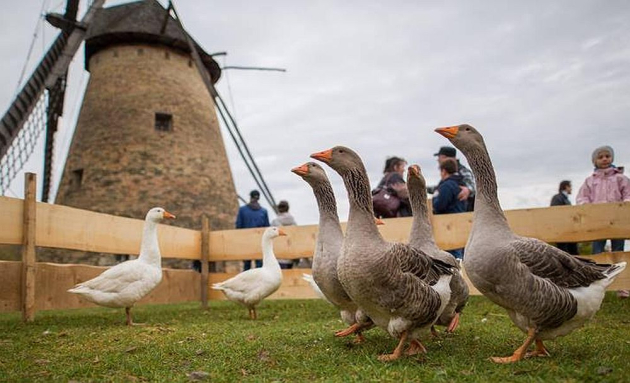 Kétnapos Márton-napi mulatságra hív a Skanzen