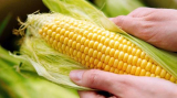 Aggasztó a helyzet – csökkent a kukorica és a napraforgó várható hozama