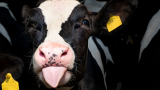 Egy kis tasmániai tejüzem „környezetbarát” tejet dobott a boltok polcaira