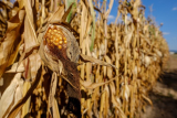 Kukoricatermés: hat év távlatában brutális a visszaesés
