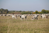 Mit tanulhatunk a modern világban a puszta hagyományaiból, a pásztorok bölcsességéből?