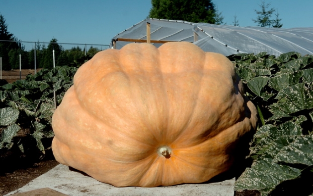 Ekkorát még nem láttál: gigantikus méretű tök nőtt Japánban