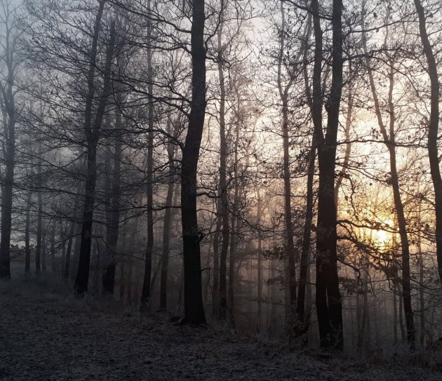 Felkészült az erdőgazdaság a hideg télre