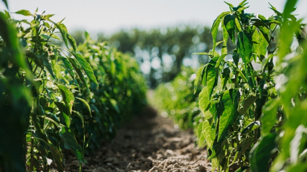 Nesze neked, hungarikum: ezért nincs a boltokban minőségi, magyar fűszerpaprika