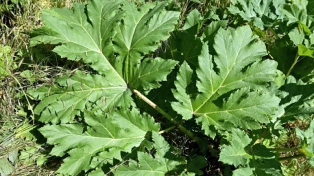 Emberre veszélyes növényt találtak Heves megyében