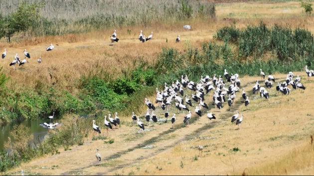 Debrecennél már gyülekezőt fújtak a vonulásra készülő gólyák
