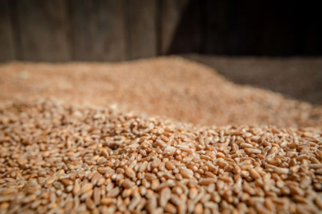 Szigorú minőségi és élelmiszerlánc-biztonsági ellenőrzést rendel el hazánk az Ukrajnából érkező gabonák esetében