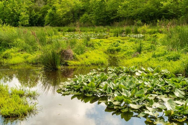 A Föld vizes élőhelyeinek már a 87 százaléka elpusztult