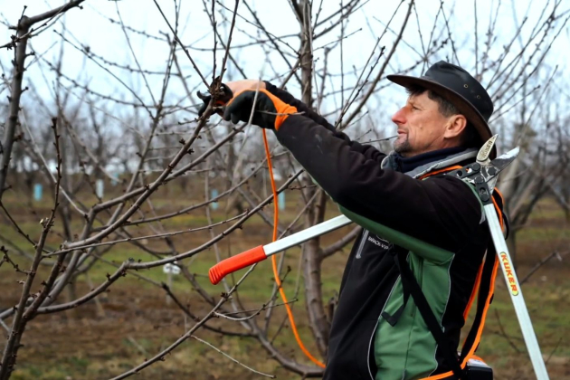 Cseresznye metszése – és egy csodaszép magyar szó