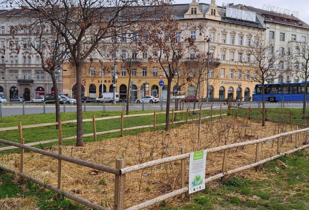 Növényalkalmazás új szemlélettel - minierdők Budapesten