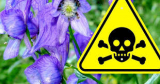 Veszélyes gyomnövények - figyeljünk a minimumkövetelményekre!