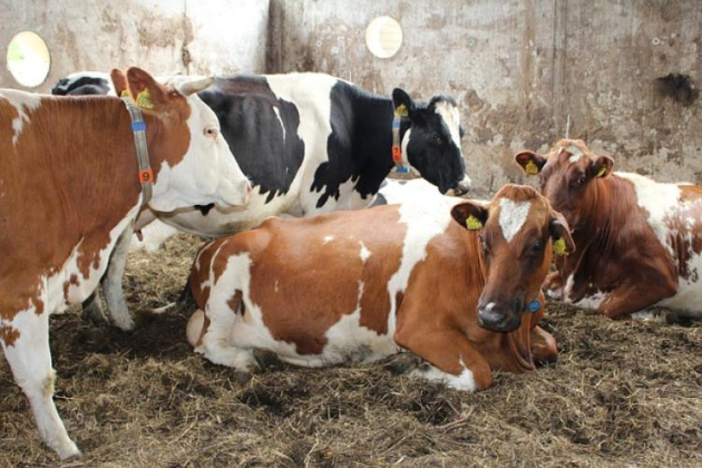 Emésztőgödörbe öntötték a tejet az erdélyi gazdák