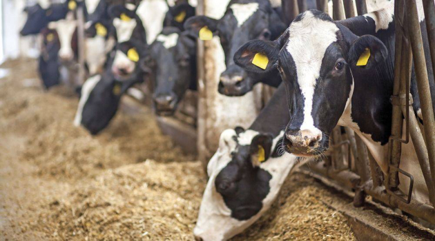 Újabb támogatásra lehet pályázni a tejhasznú szarvasmarha ágazatban